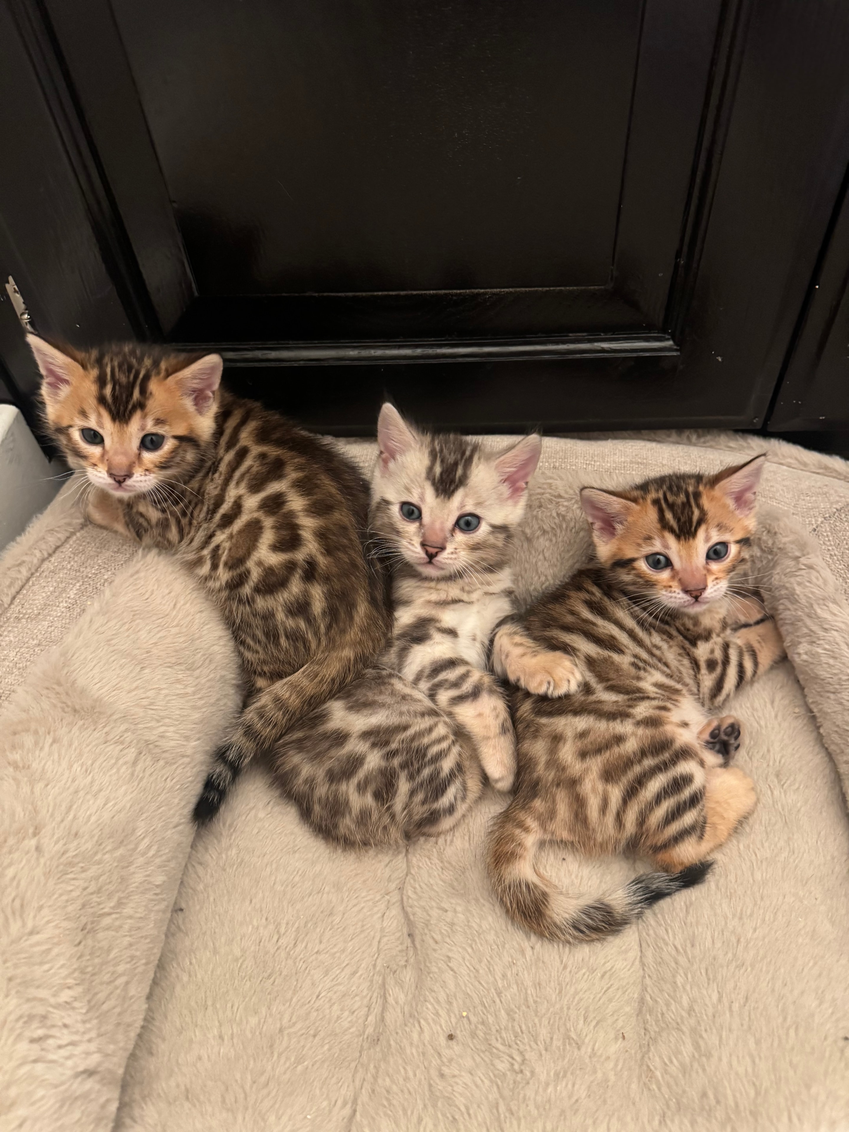 Silver State Bengals breeder with a Bengal cat